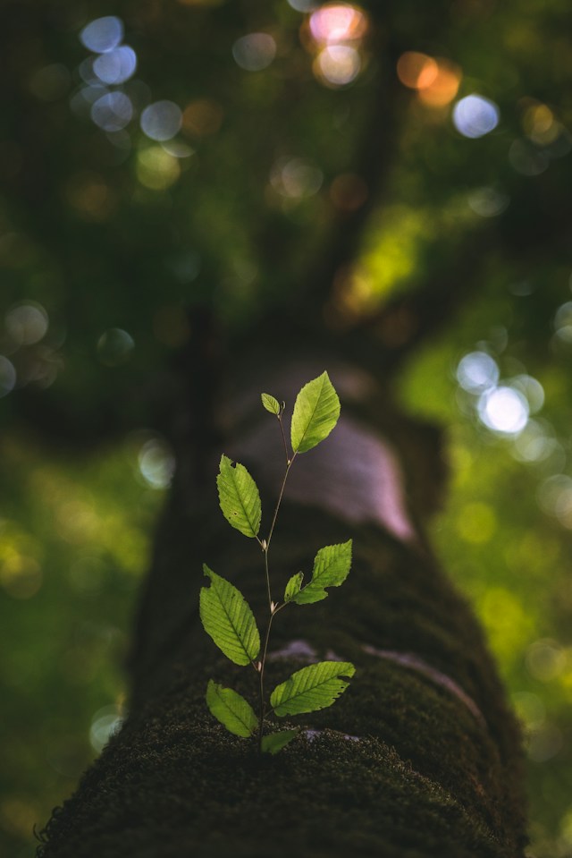 foto van boom met groeiende tak